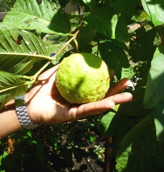A hand holding a guava
