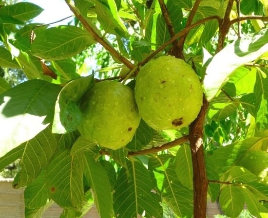 guavas hanging on a tree