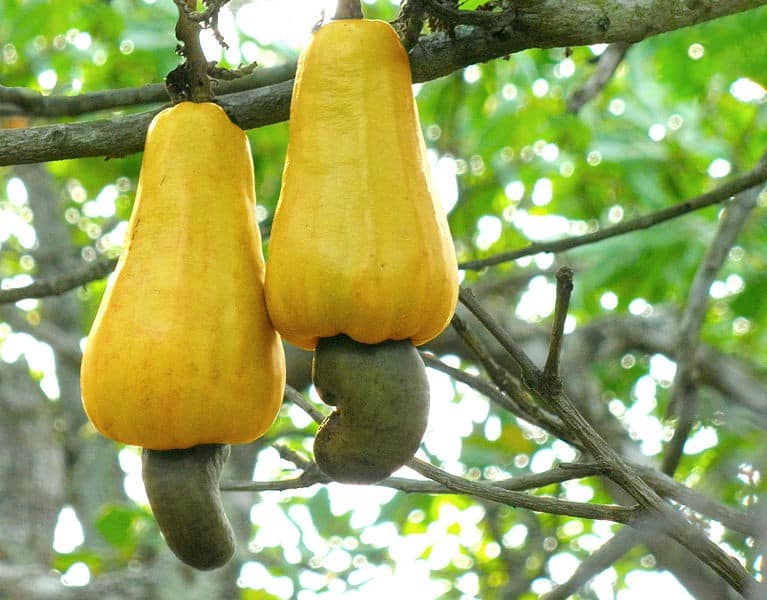 Ripe Cashew Apples by Abhishek Jacob (from Wikimedia Commons)