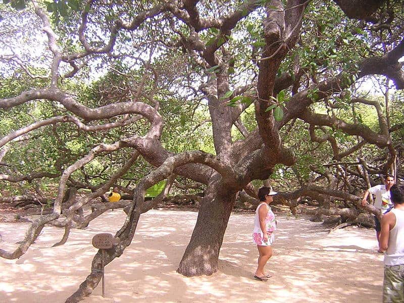 World's largest cashew tree by Wolfhardt from Wikimedia Commons