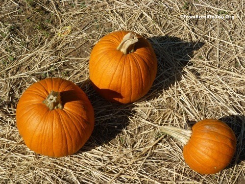 Pumpkins on a pumpkin patch