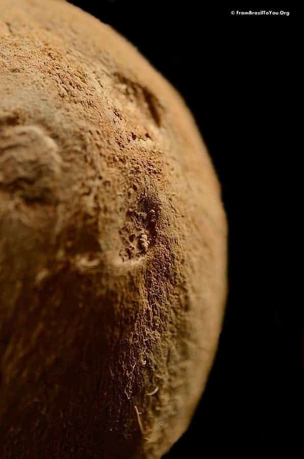 Closeup of a brown dehusked coconut