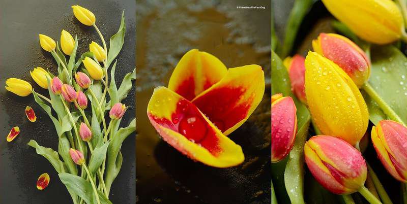 A montage of red and yellow tulips