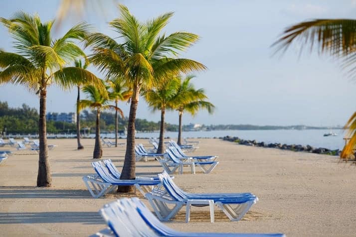 A beach with a coconut tree and beach chairs
