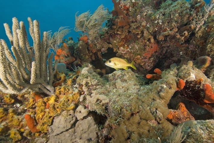 Underwater view of a coral reef