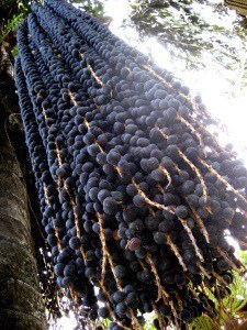 Everything you wanted to know about acai berry and also surprising flavor variations of acai bowl, from a Brazilian food expert. #acaiberry #acaibowl #paleo #glutenfree #healthy #breakfast #snack acai berry hanging from the palm tree -- source: Zoom 50