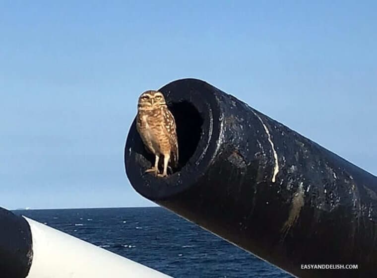 Planning to travel to the 'Wonderful City'? Take a peek of 20 Awesome Things to Do in Rio de Janeiro on a Budget. It'll make your eyes shine-bright! an owl standing in a canon of Copacabana fort