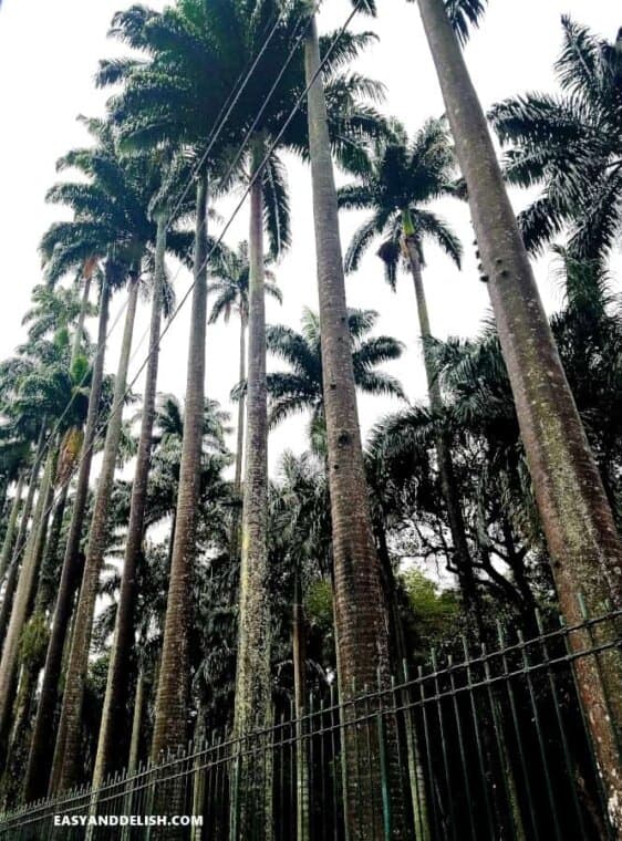 Royal palms on The Botanic Garden of Rio de Janeiro