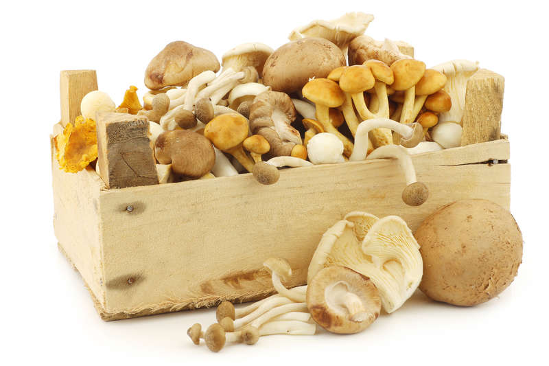 a box of fresh mixed fungus or fungi
