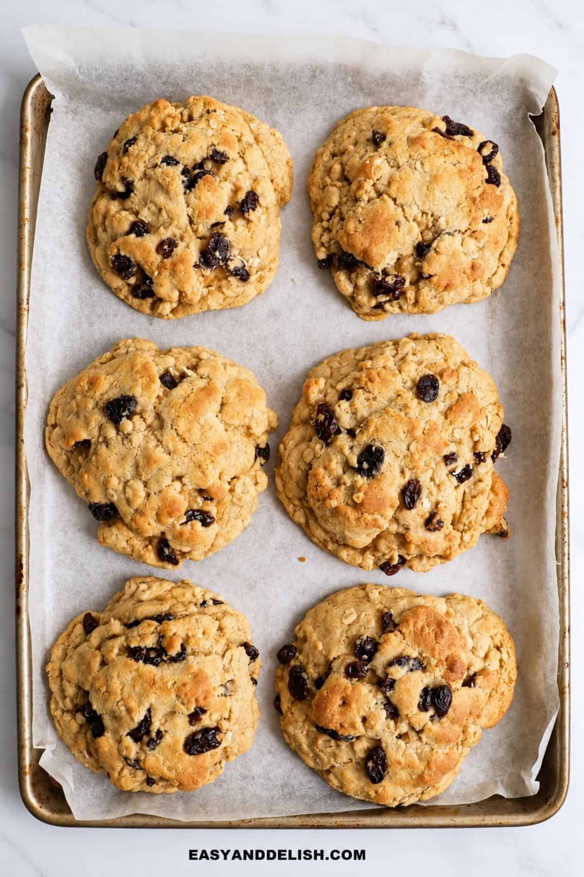 Golden-brown oatmeal cookies with visible raisins arranged on a parchment-lined baking sheet.