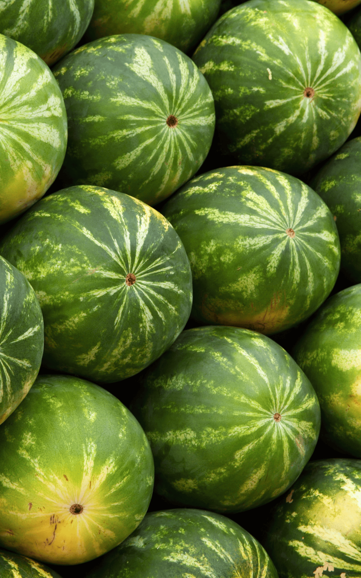 several melons piled up at the grocery store.