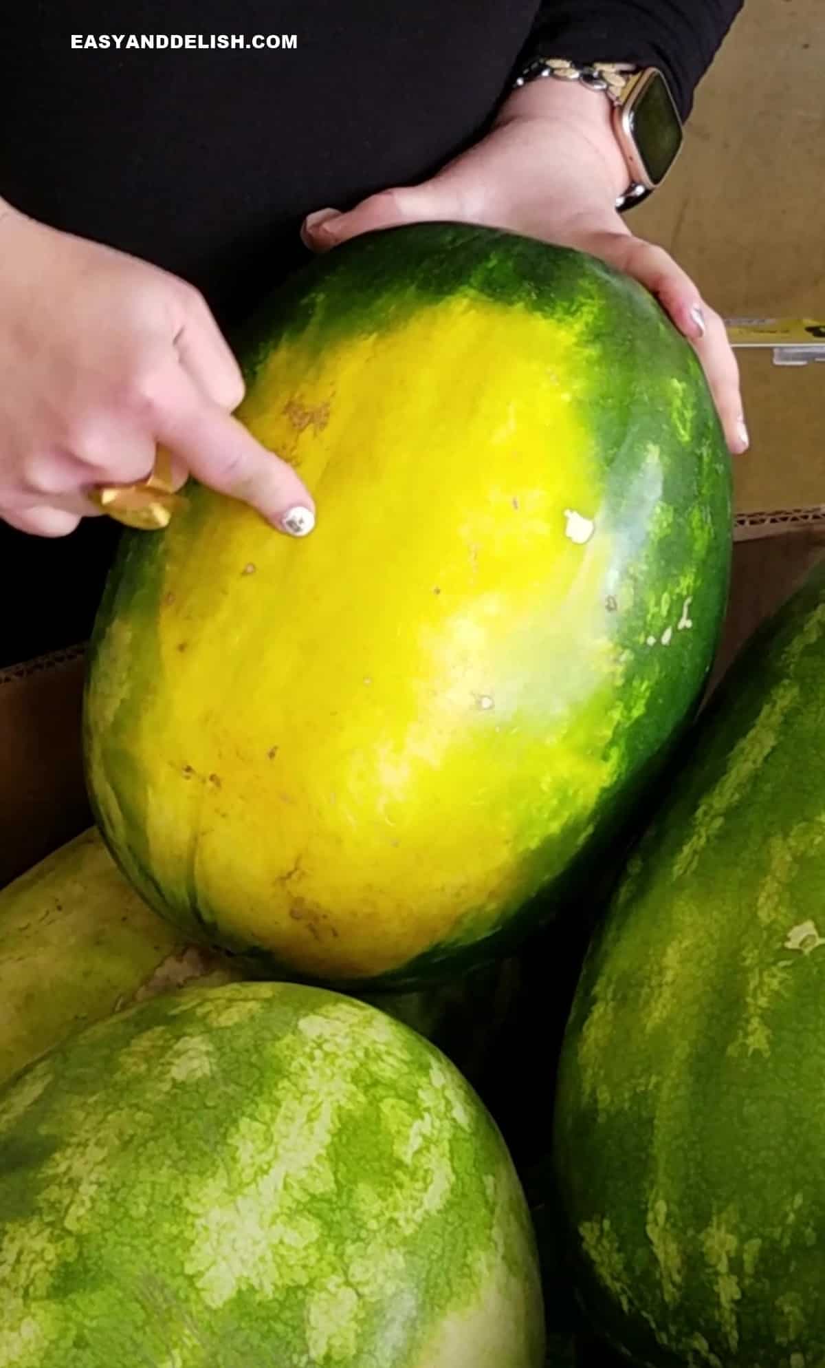 yellow field spot  on watermelon peel -- a sign that is ripe and sweet.