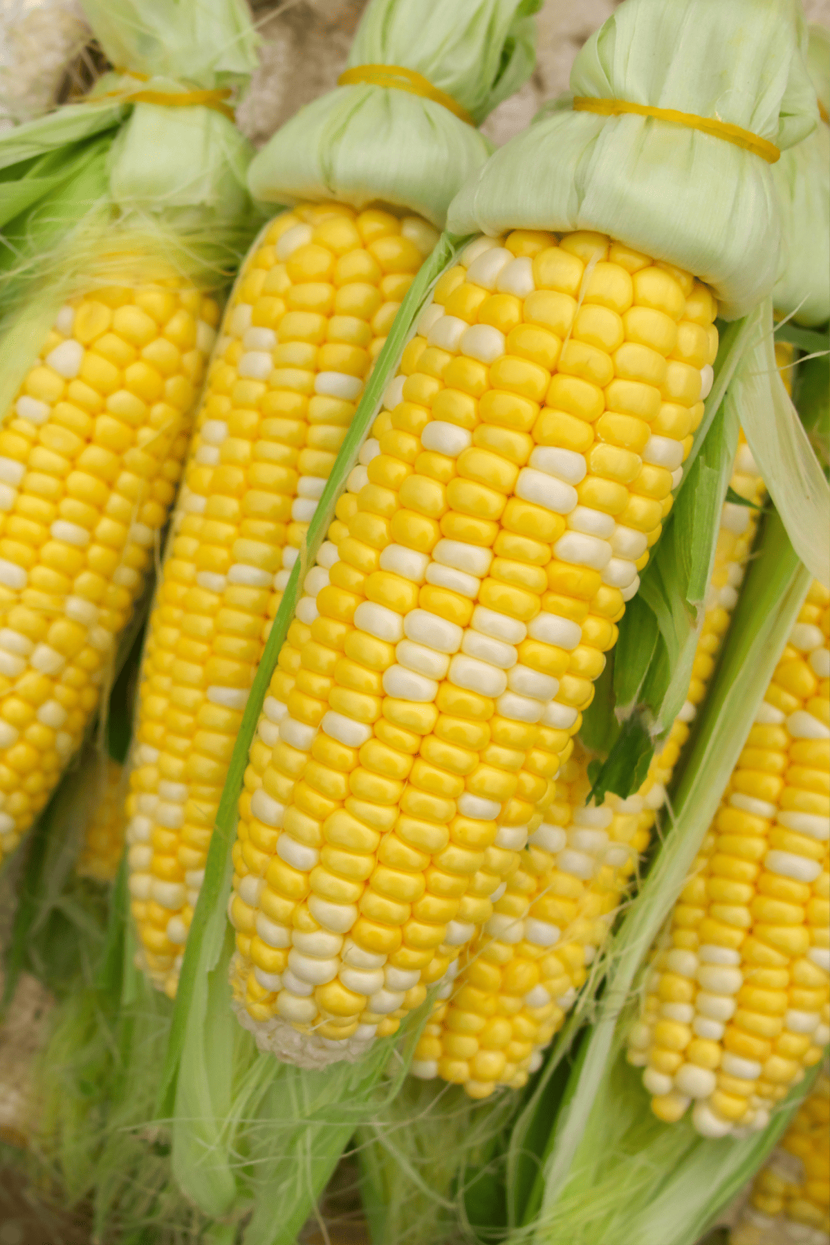 several ears of fresh corn shucked using the traditional method. 
