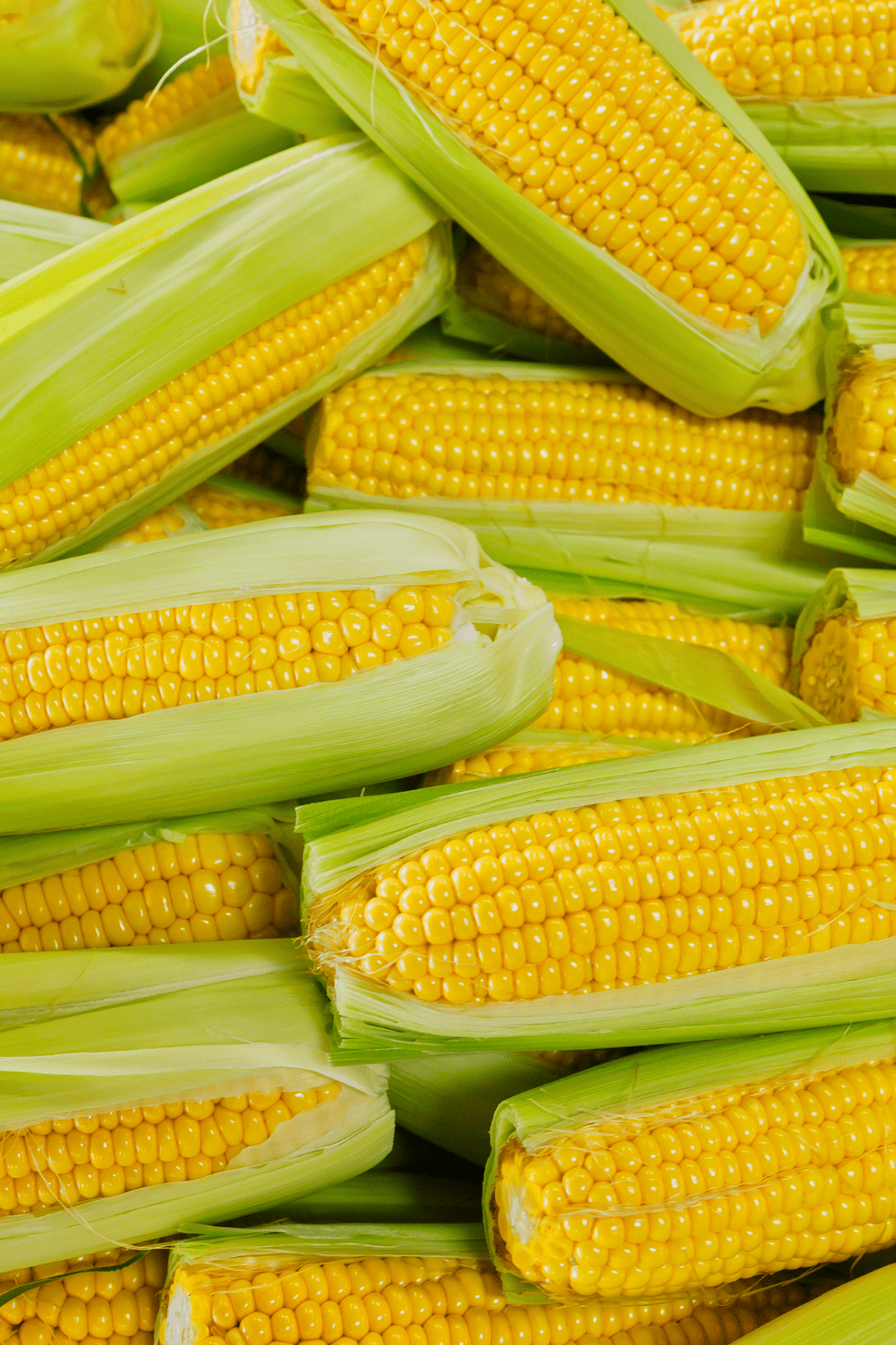 a pile of several ears of fresh corn. 